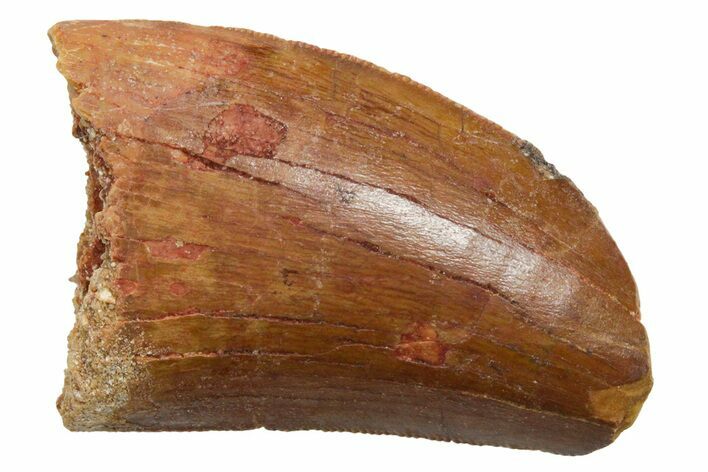 Serrated, Carcharodontosaurus Tooth - Feeding Worn Tip #351627